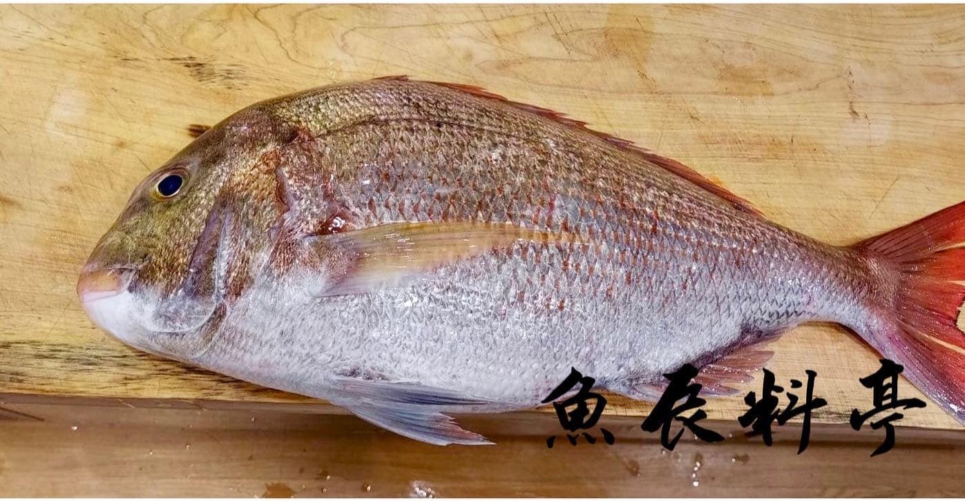 高級鯛魚